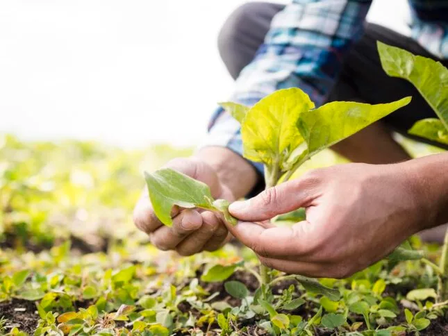 Cadastro Nacional da Agricultura Familiar (CAF): Documentos Necessários para Emissão