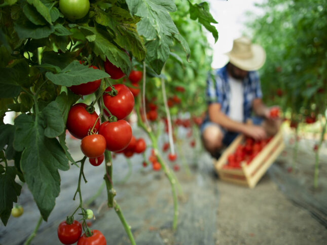 Estratégias de Comercialização para Agroindústrias Familiares: Sustentabilidade e Crescimento