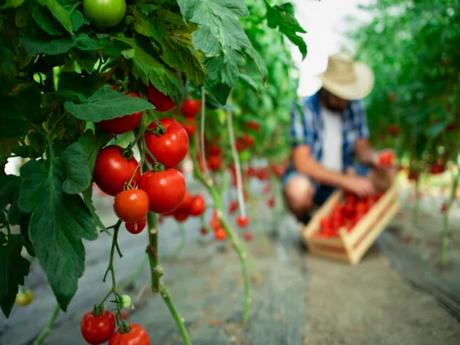 Estratégias de Comercialização para Agroindústrias Familiares: Sustentabilidade e Crescimento