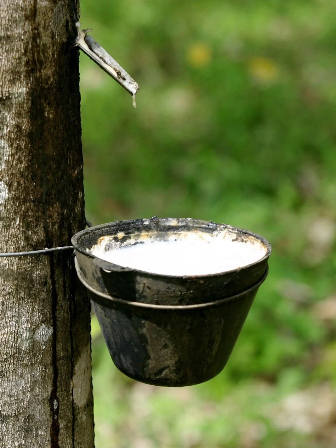 Pronaf ABC+ Bioeconomia