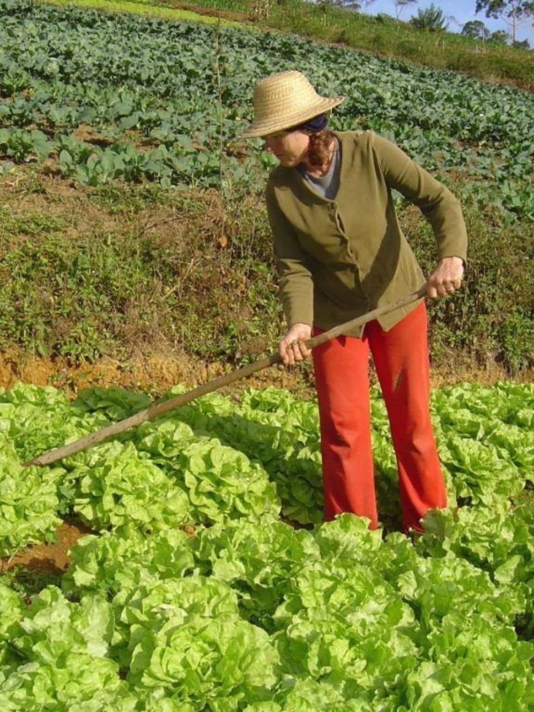 Aposentadoria Rural: Descubra como garantir seus direitos e benefícios