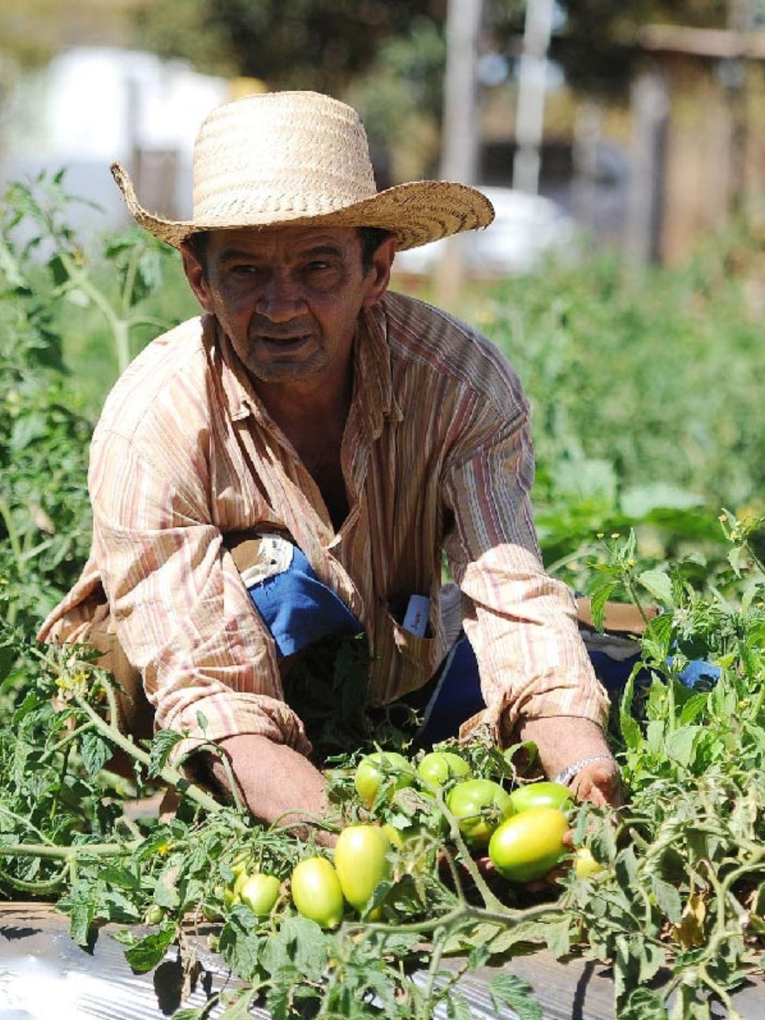 Aposentadoria Rural: Descubra como garantir seus direitos e benefícios