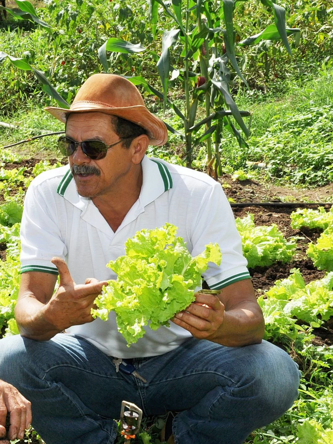 Quintais Produtivos, extensionista segurando um pé de alface e mostrando ao agricultor a qualidade do produto.