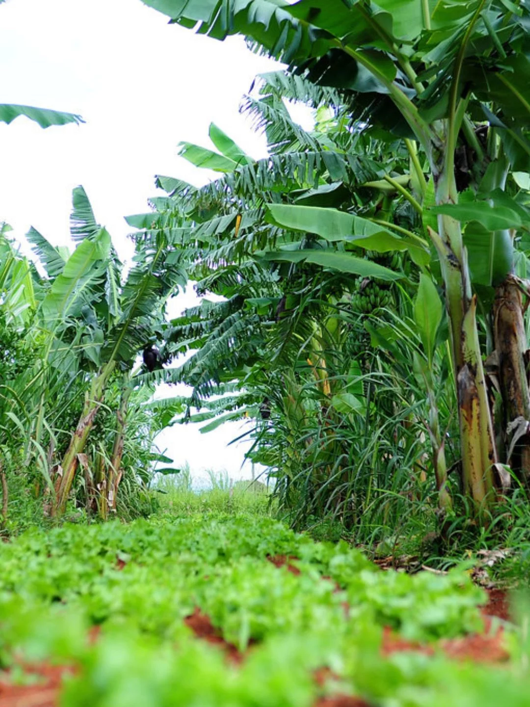 PRONAF ABC+ Agroecologia