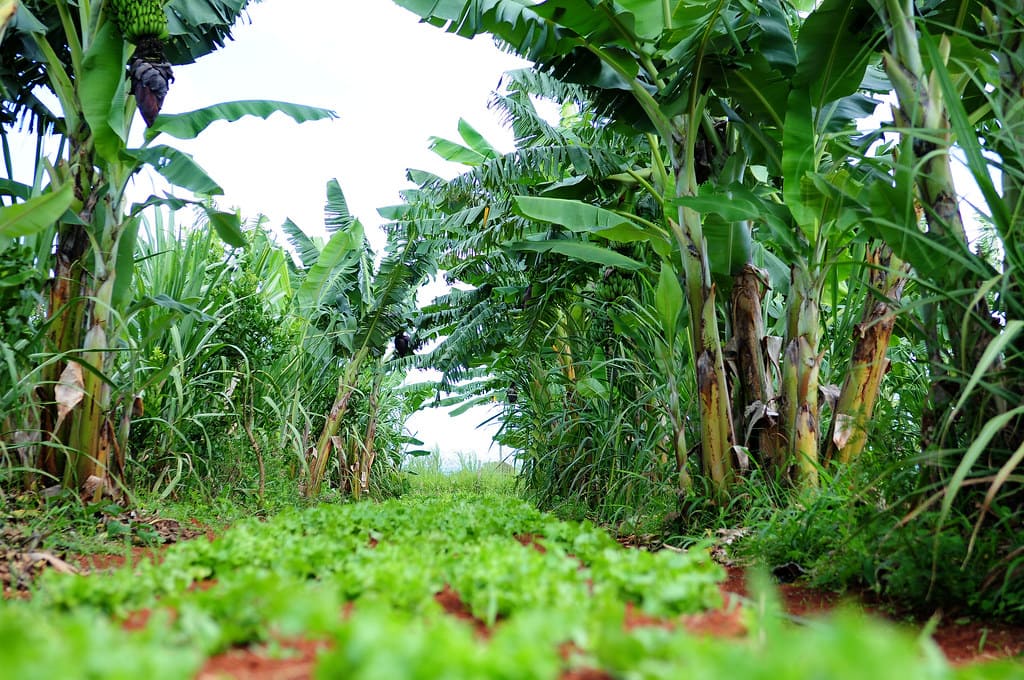 PRONAF ABC+ Agroecologia