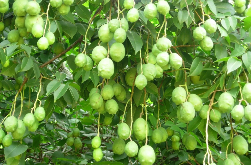 Produção de Umbu