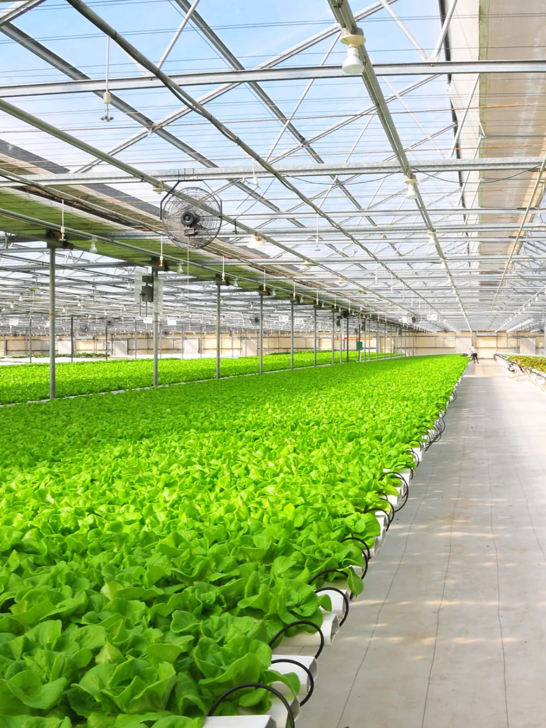 hidroponia, bancada de alface