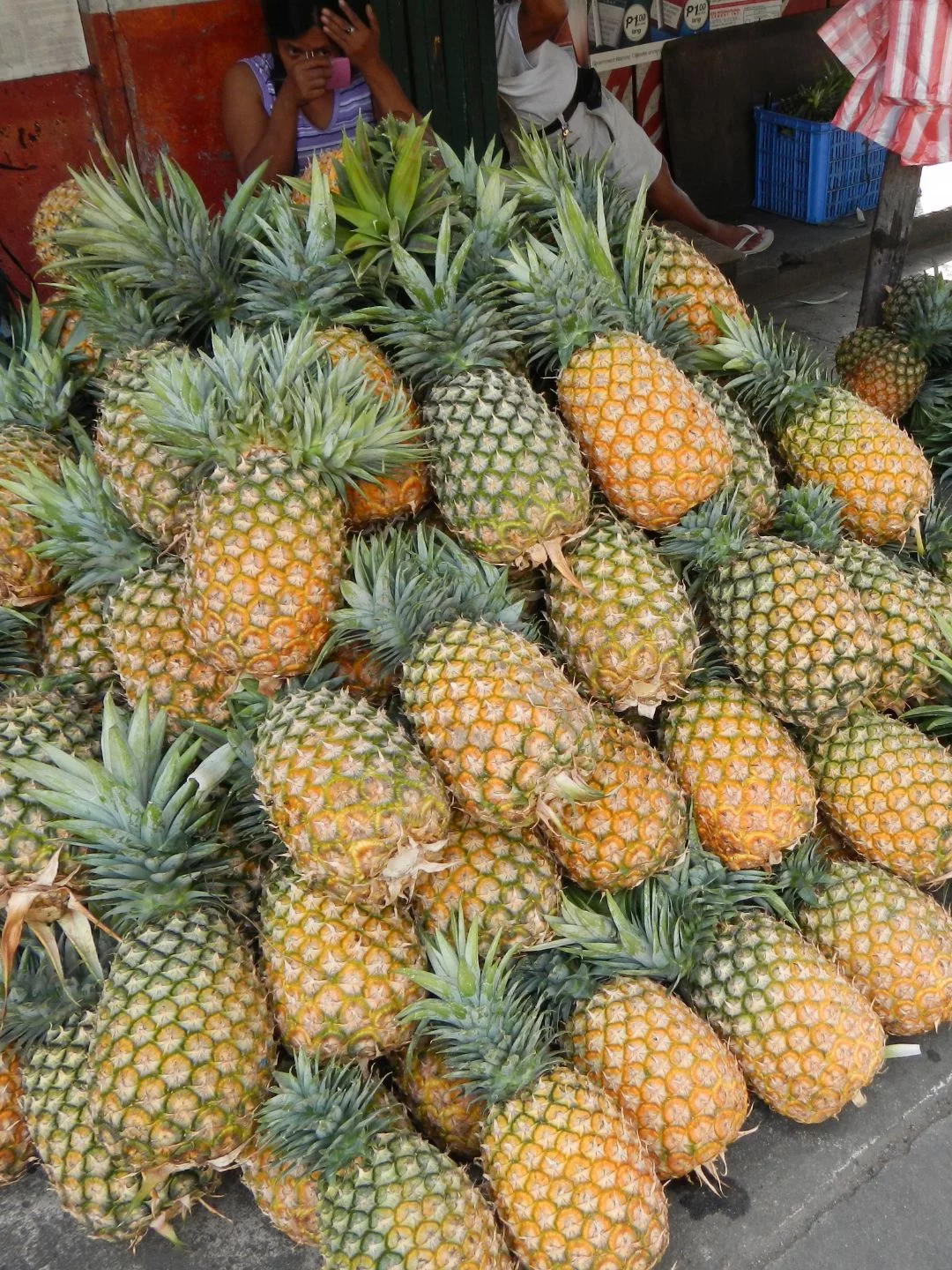 produção de abacaxi